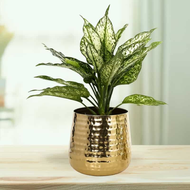 Elegant Dieffenbachia green plant in a hammered golden planter, placed on a wooden table, perfect for home décor and gifting by Motumal Giftwala.